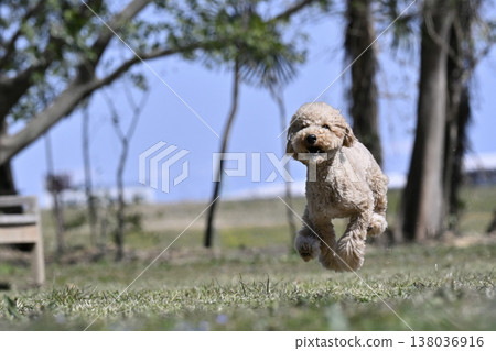 Running energetically. A fun Toy Poodle. Running energetically. A fun Toy Poodle. 138036916