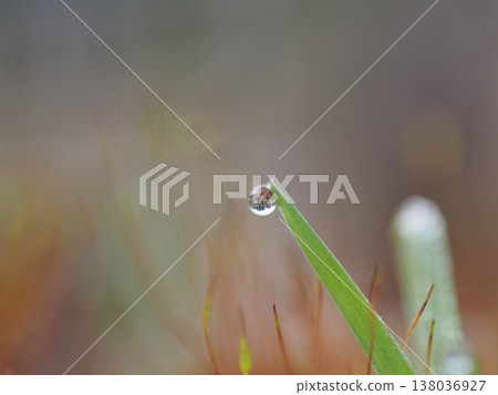Macro art that captures the world reflected in water droplets on the tips of leaves, with beautiful bokeh. Macro art that captures the world reflected in water droplets on the tips of leaves, with beautiful bokeh. 138036927