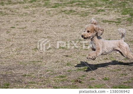 玩具貴賓犬在狗公園和一位女士玩耍 138036942