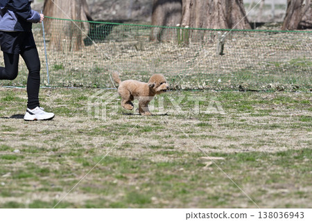 Toy poodle playing with a woman at a dog park 138036943