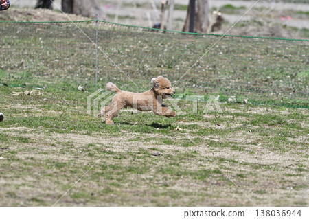 Toy poodle playing with a woman at a dog park Toy poodle playing with a woman at a dog park 138036944