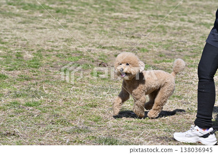 玩具貴賓犬在狗公園和一位女士玩耍 138036945