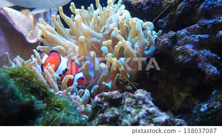 小丑anemonefish 138037087