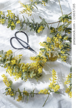 A natural still life of preparing spring flower arrangements with mimosa branches and scissors. A natural still life of preparing spring flower arrangements with mimosa branches and scissors. 138037105