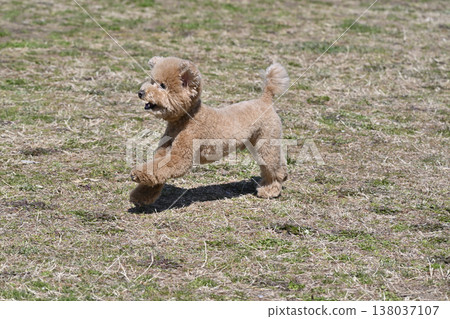 Toy poodle playing with dog run 138037107