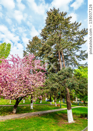 uzhhorod, ukraine - 26 apr 2015: area of the old city park with lantern near bench under japanese cherry tree in blossom. urban landscape in spring. scenery of tomas masaryk park on a sunny morning uzhhorod, ukraine - 26 apr 2015: area of the old city park with lantern near bench under japanese cherry tree in blossom. urban landscape in spring. scenery of tomas masaryk park on a sunny morning 138037126