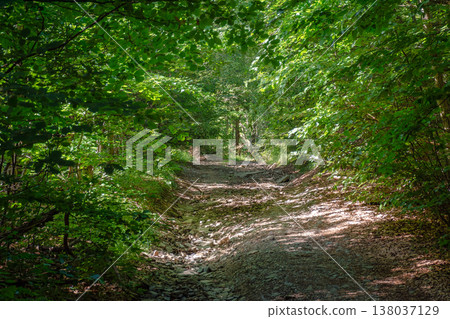 trail through the dense beech forest in summer. path in the shade of tall trees. nature green environment in dappled light. picture of remote peaceful scenery for carpathian ecology background trail through the dense beech forest in summer. path in the shade of tall trees. nature green environment in dappled light. picture of remote peaceful scenery for carpathian ecology background 138037129