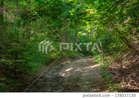 trail through the dense beech forest in summer. path in the shade of tall trees. nature green environment in dappled light. picture of remote peaceful scenery for carpathian ecology background 138037130