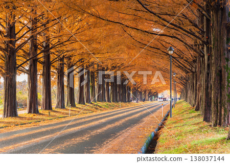 Autumn in Takashima City, Shiga Prefecture: Metasequoia tree-lined avenue with autumn foliage. Autumn in Takashima City, Shiga Prefecture: Metasequoia tree-lined avenue with autumn foliage. 138037144