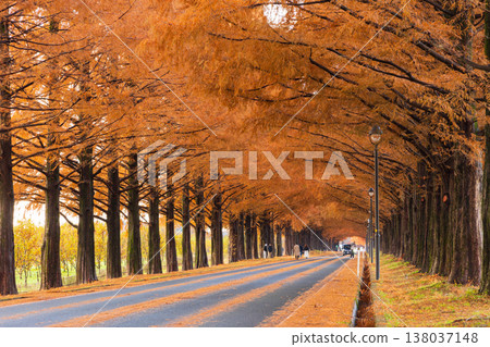 滋賀縣高島市的秋天:水杉樹成蔭的林蔭大道,秋葉絢麗。 滋賀縣高島市的秋天:水杉樹成蔭的林蔭大道,秋葉絢麗。 138037148