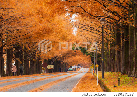 滋賀縣高島市的秋天：水杉樹成蔭的林蔭大道，秋葉絢麗。 138037158