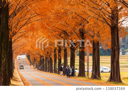Autumn in Takashima City, Shiga Prefecture: Metasequoia tree-lined avenue with autumn foliage. Autumn in Takashima City, Shiga Prefecture: Metasequoia tree-lined avenue with autumn foliage. 138037169