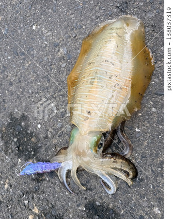 捕魷魚時被擊中 捕魷魚時被擊中 138037319