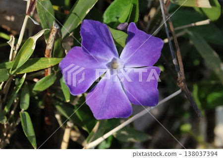 早春花園裡盛開的紫色長春花 138037394