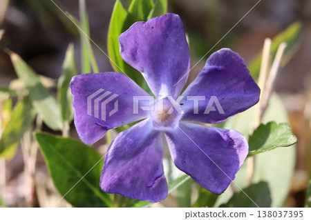 早春花園裡盛開的紫色長春花 138037395
