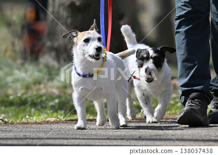 兩隻好朋友,傑克羅素梗犬 兩隻好朋友,傑克羅素梗犬 138037438