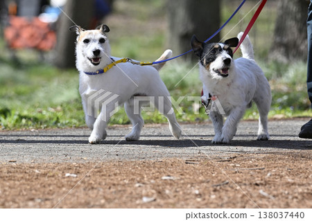 Two close friends, Jack Russell Terriers Two close friends, Jack Russell Terriers 138037440