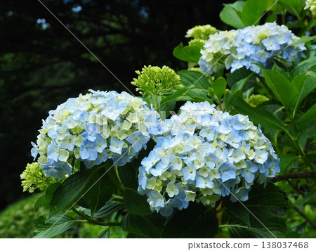 Hydrangeas at Ogikubo Park in Maebashi Hydrangeas at Ogikubo Park in Maebashi 138037468