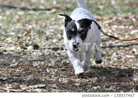 A cute smiling Jack Russell terrier A cute smiling Jack Russell terrier 138037487
