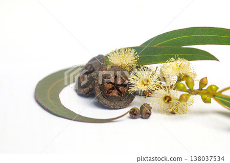 Fresh eucalyptus branch with flowers and seeds isolated on white Fresh eucalyptus branch with flowers and seeds isolated on white 138037534