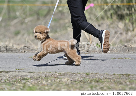 玩具貴賓犬在狗公園和一位女士玩耍 玩具貴賓犬在狗公園和一位女士玩耍 138037602