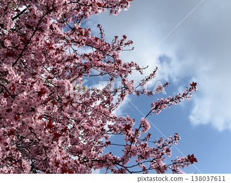 Blooming Prunus cerasifera branches against blue sky during peak spring flowering season. Ornamental tree display, seasonal color contrast, urban nature beauty, botanical canopy concept 138037611