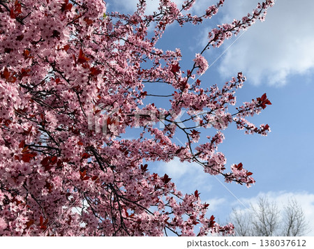 Pink Prunus cerasifera blossoms on slender branches with copper leaves in soft focus. Spring flowering detail, ornamental horticulture, urban garden mood, seasonal freshness, botanical elegance 138037612
