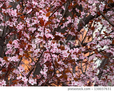Pink Prunus cerasifera blossoms on slender branches with copper leaves in soft focus. Spring flowering detail, ornamental horticulture, urban garden mood, seasonal freshness, botanical elegance Pink Prunus cerasifera blossoms on slender branches with copper leaves in soft focus. Spring flowering detail, ornamental horticulture, urban garden mood, seasonal freshness, botanical elegance 138037631