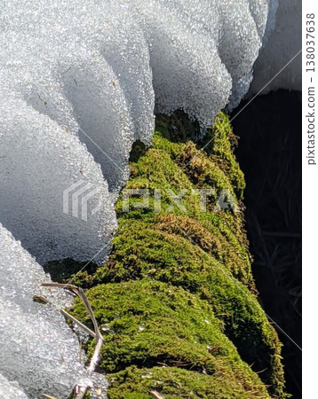 Moss and snow 138037638