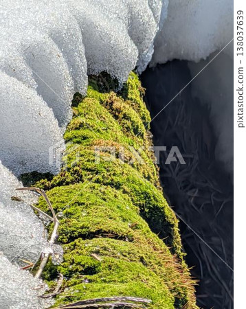 Moss and snow Moss and snow 138037639