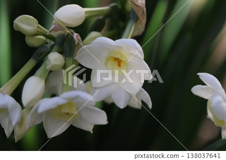 早春花園裡盛開的白色水仙花和花苞。 早春花園裡盛開的白色水仙花和花苞。 138037641