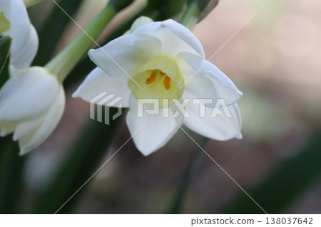 早春花園裡盛開的白色水仙花和花苞。 早春花園裡盛開的白色水仙花和花苞。 138037642