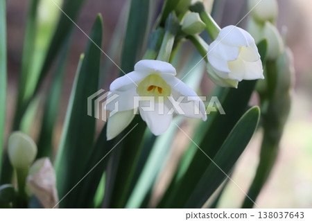 早春花園裡盛開的白色水仙花和花苞。 早春花園裡盛開的白色水仙花和花苞。 138037643