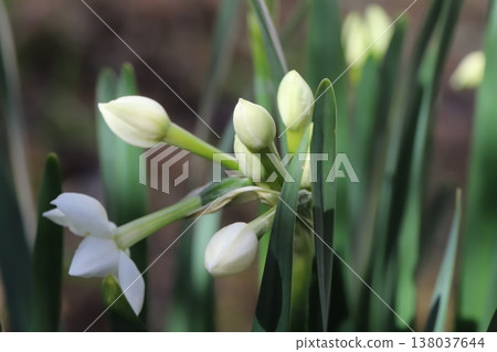 早春花園裡盛開的白色水仙花和花苞。 138037644