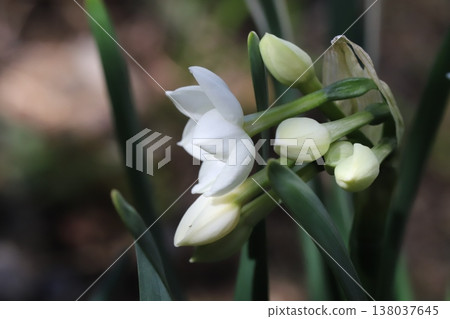 White daffodil flowers and buds blooming in the early spring garden. White daffodil flowers and buds blooming in the early spring garden. 138037645