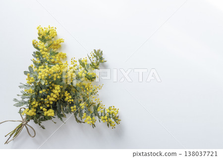 含羞草花束，自然春季花卉佈置，左側留白。 138037721