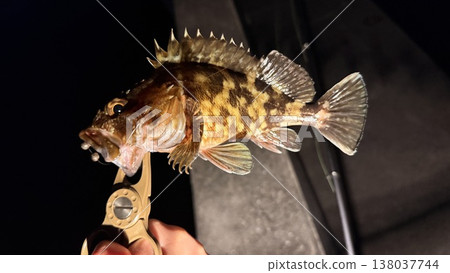 我釣到了一條石斑魚。 我釣到了一條石斑魚。 138037744