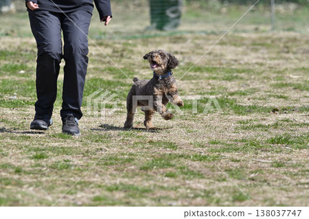 A Chihuahua-Poodle mix (Chihuahua x Poodle) playing with a woman at a dog park. A Chihuahua-Poodle mix (Chihuahua x Poodle) playing with a woman at a dog park. 138037747