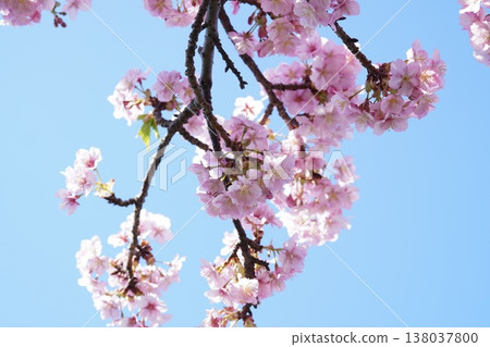 Kawazu Sakura 9 Kawazu Sakura 9 138037800