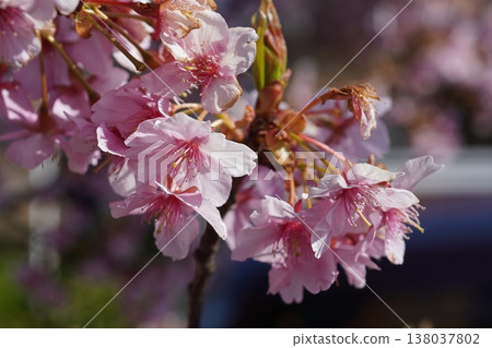 河津櫻花6 138037802