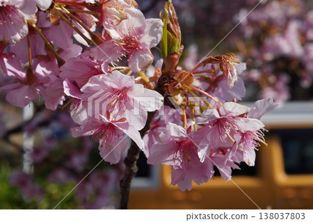 Kawazu cherry tree 7 Kawazu cherry tree 7 138037803