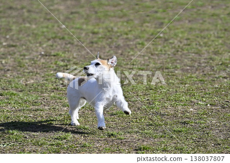 Happy dog Jack Russell Terrier playing in a dog run Happy dog Jack Russell Terrier playing in a dog run 138037807