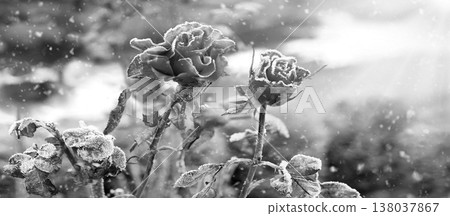 Forgotten flower covered with cold needles of frost Forgotten flower covered with cold needles of frost 138037867
