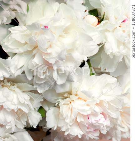Big white aromatic peony flowers Big white aromatic peony flowers 138037871