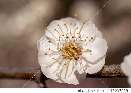 白梅花的雄蕊就像吸盤一樣吸附在棍子的末端。 138037919