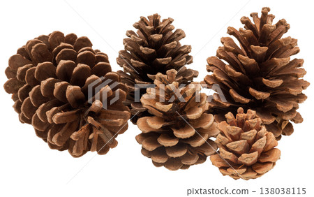 Five different pine cones are shown, isolated against a white background. The cones vary in size and shape, highlighting their natural details and textures 138038115