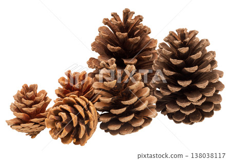 Collection of pine cones with varied sizes arranged together on a plain background. These natural objects come from different types of pine trees found in forests Collection of pine cones with varied sizes arranged together on a plain background. These natural objects come from different types of pine trees found in forests 138038117