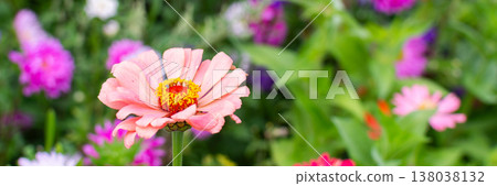 Different flowers are in bloom in a garden. Colors include pink, orange, and purple. Green leaves surround the flowers in a vibrant scene on a sunny day, banner 138038132