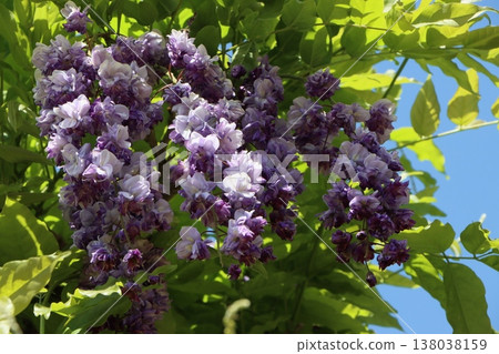 Wisteria flowers are at their best around Golden Week. Wisteria flowers are at their best around Golden Week. 138038159