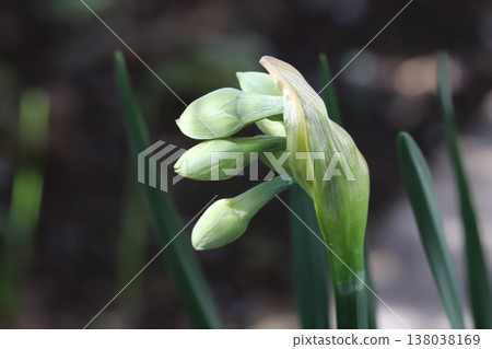 The appearance of tiny buds of white daffodils blooming in the early spring garden. The appearance of tiny buds of white daffodils blooming in the early spring garden. 138038169